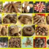 Tubers