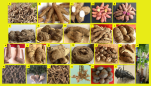 Aemo Foods