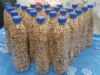 Delicious Groundnut (Epa) Peanut Snack - 500g