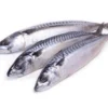 Fresh Mackerel Fish (Titus)-x3