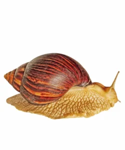 Frozen snail medium - 3/5