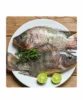 Whole tilapia descaled & gutted 5/8 - 5kg